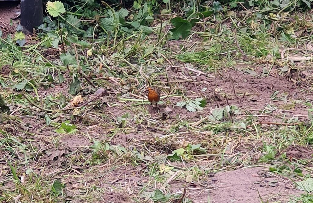 robin helping out