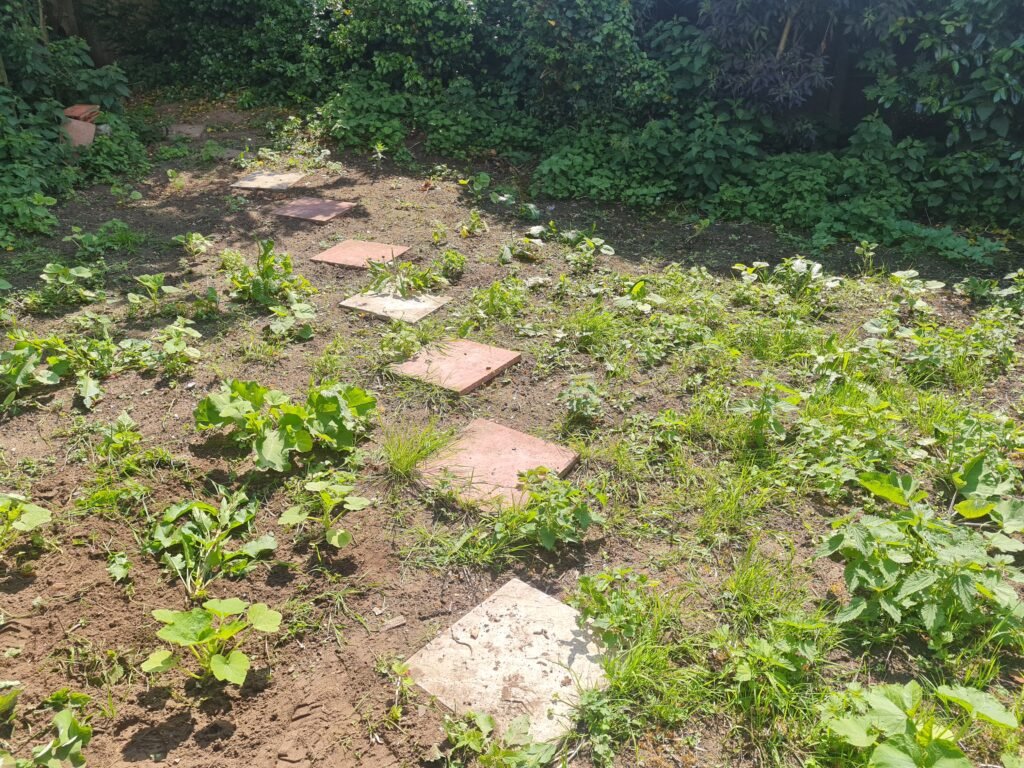 June pumpkin patch update