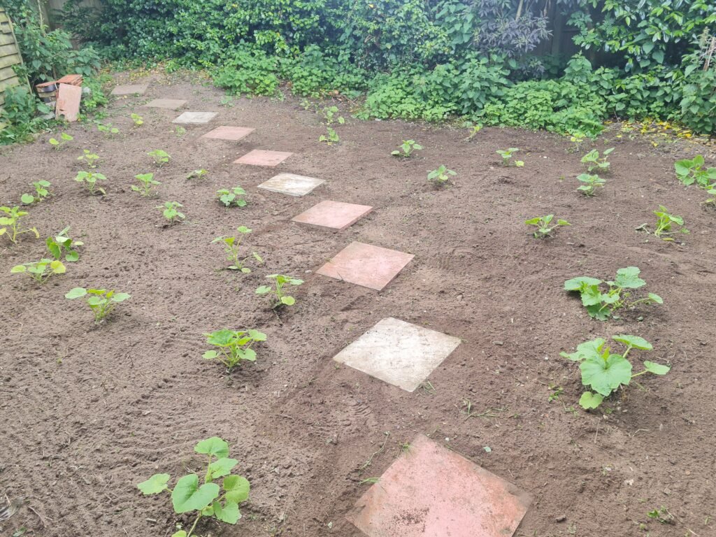 June - patch after weeding