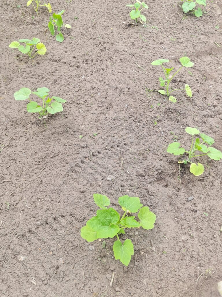 June mid month update on the patch