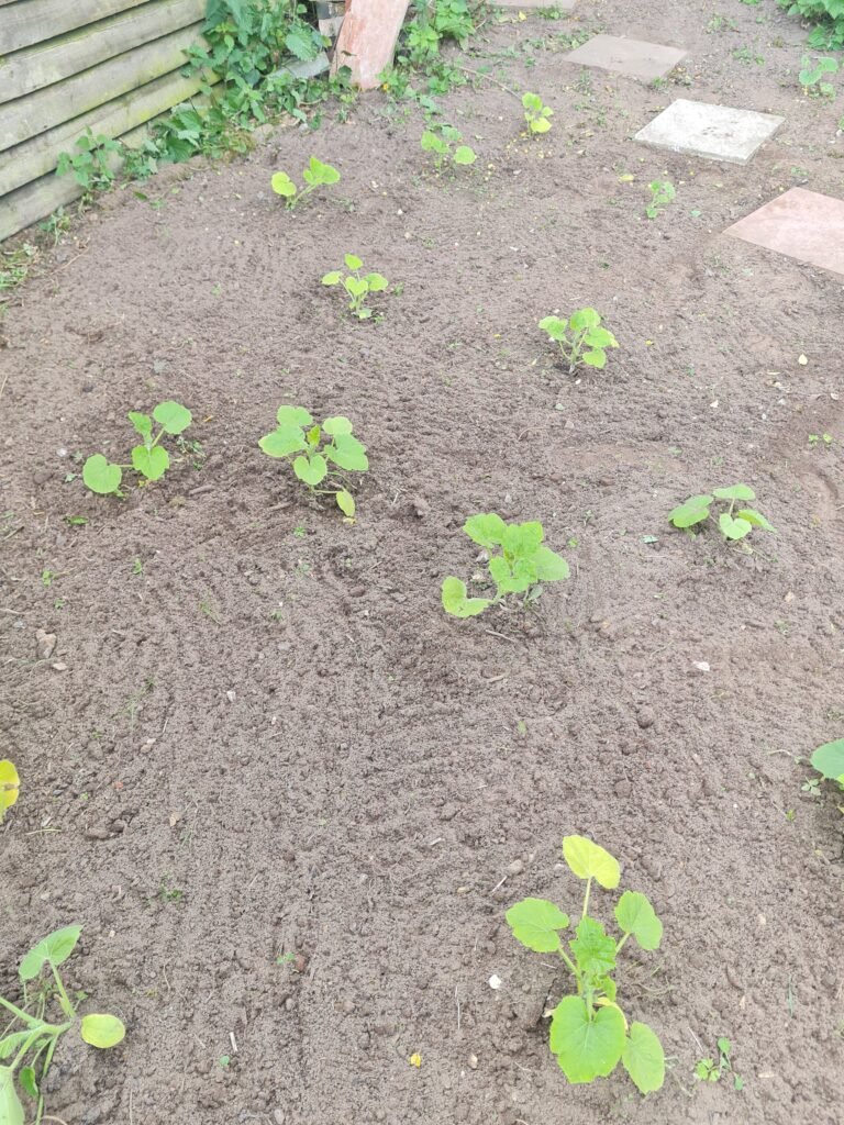 pumpkin plants in June